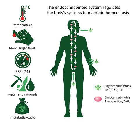  The endocannabinoid system is found in cannabis and hemp, but it also naturally occurs in the body