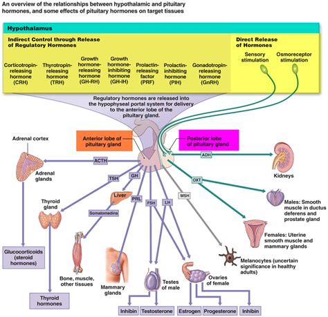  The endocrine system is responsible for the operation of all kinds of bodily functions, such as hormone production and regulation, pain control, sleep, metabolism, and more