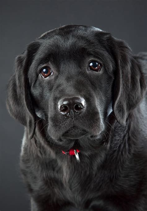  The eventual size of your black Lab puppy will depend a little upon their upbringing, and a lot upon whether they are from American or English lines