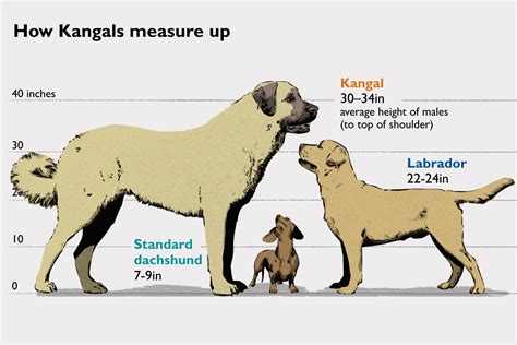  The expected weight range for female Kangal puppies in Reno, NV is 90 to pounds
