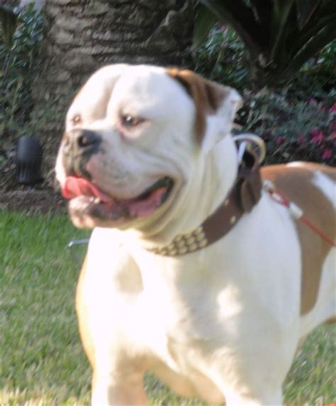  The experience of individual Miami Bulldog breeders will also make a difference