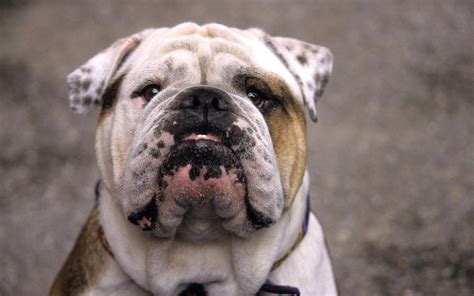  The facial features usually resemble those of the English bulldog: pronounced head, pushed-in snout, round eyes, and floppy ears