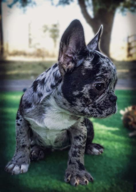  The fact that grey Frenchies are rare and in high demand means French Bulldog breeders can charge more for them