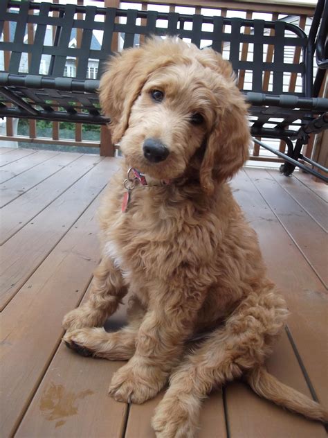  The fact that the Goldendoodle is still a fairly young cross means that most pups are the result of first-generation breeding