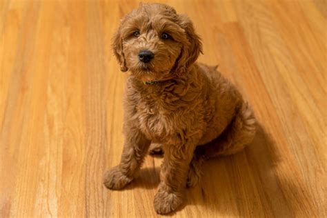  The fact that the Goldendoodle is very quick at forming binds means that they do have separation anxiety when one leaves them