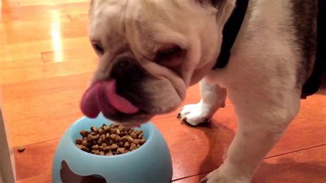  The faster your bulldog eats the less it chews so basically he is just chucking down all the food