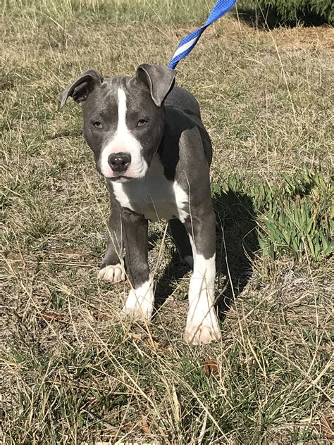  The father is a blue and white American Staffordshire Terrier