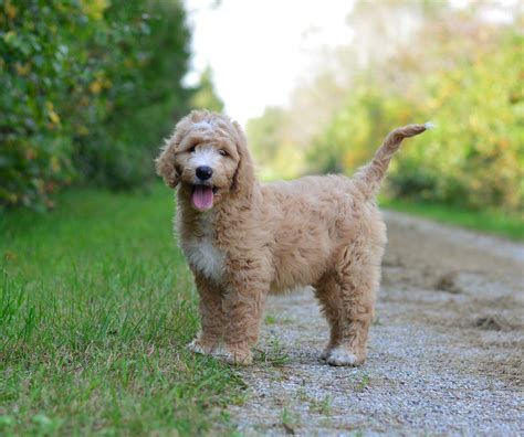  The female Standard Goldendoodles, on the other hand, are lighter, weighing around 40 to 45 pounds
