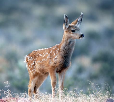  The females are solid white, flashy fawns and …