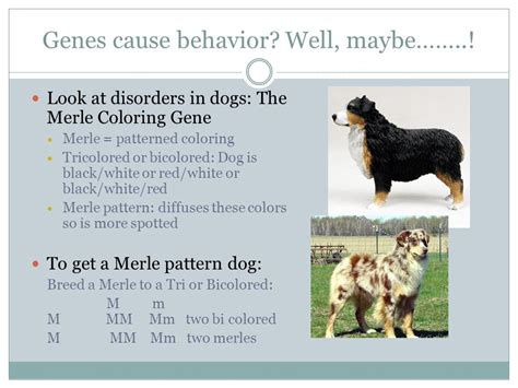  The final theory I have is that that merles have been in the breed and that mere is a "natural" occuring pattern in the breed, and that merles have often been misidentified as other colors
