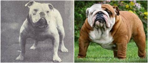  The first English Bulldog entered into the register was a male dog named Adam Adamo , born in 