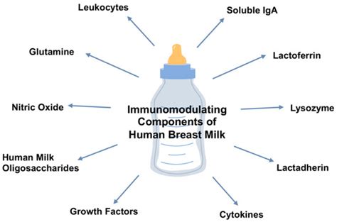  The first milk the mother produces, called colostrum, is rich in antibodies that provide passive immunity and help protect the babies from disease during these early weeks of life