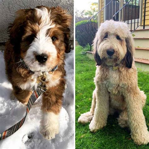  The first picture shows 8 weeks, 4 months, 8 months, and 14 months Sable Bernedoodle color changes This puppy below is from a poodle that did not fade