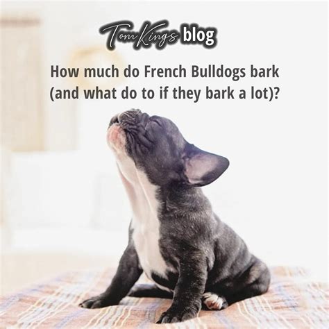  The first question I asked was: Does your French Bulldog bark a lot? However, I did expand the question, telling people to only say yes or no if the barking was a problem