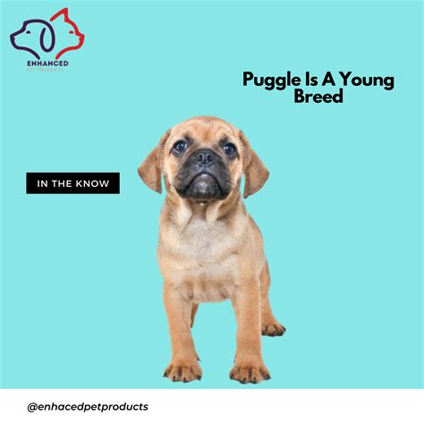  The first registered Puggle harkens back to a Wisconsin breeder in the s