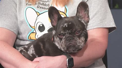 The first step to getting a french bulldog from this rescue is to fill out and submit an online application form here