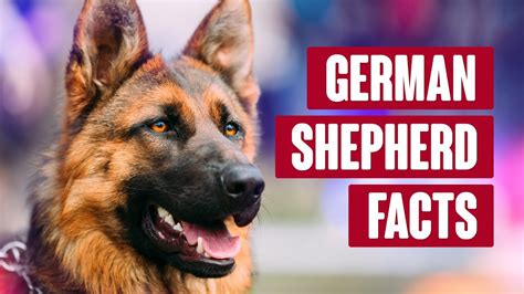  The first thing that you should know about a German Shepherd is that they tend to be quite independent