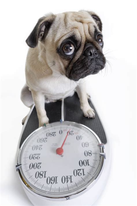  The first thing to do is to find out what is the weight of your dog