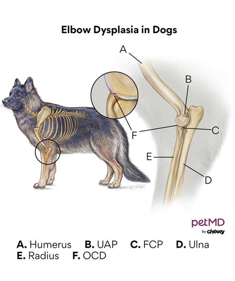  The following are conditions to be aware of with this breed: Elbow and Hip Dysplasia : Common in large dog breeds, dysplasia is caused by a malformation in the dog