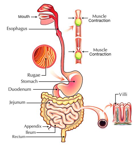  The food then enters the stomach, where further digestion takes place