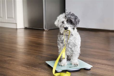  The formulas have quickly become a go-to option for those with elderly pets looking to alleviate muscle and joint pain