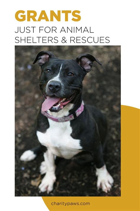  The foundation provides grants to c 3 shelters and dog rescue organizations nationwide and encourages dog lovers to adopt, volunteer, and donate to support the cause
