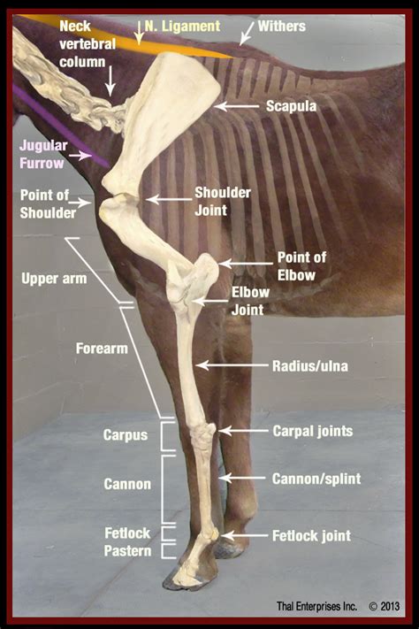  The front legs are to be medium to large boned and straight from elbow to foot