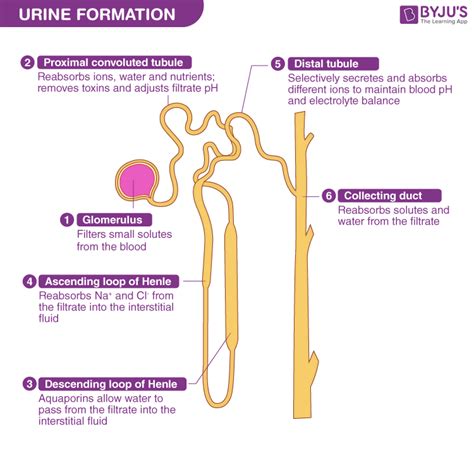  The gas interacts with the substances in the urine, causing them to separate
