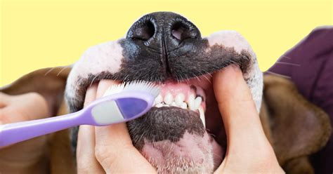  The general consensus for weekly brushing is: Your dog needs a minimum brushing of twice a week to get rid of any dead or loose fur