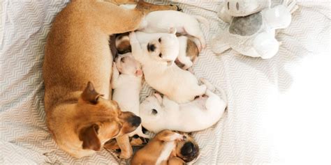  The genetics of the female dog can also play a significant role in litter size