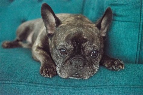  The goal here is to find a room or area where you Frenchie is more relaxed when alone