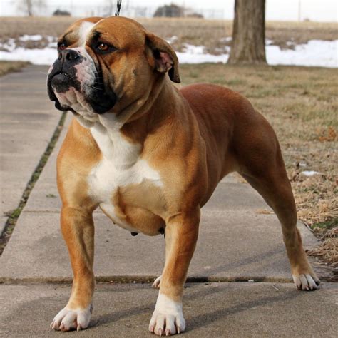  The goal with the Olde English Bulldogge was that they would be taller with longer legs and longer snouts than the modern English Bulldog