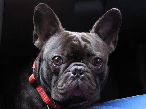  The great thing about French bulldogs is that they are a clean breed that does their best to avoid having accidents, so if you have a set training schedule your dog or puppy will be up to date with their training in only the matter of a few short weeks