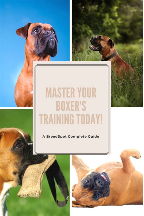  The greatest tip for training your Boxer will be to approach him with patience, persistence and lots of love