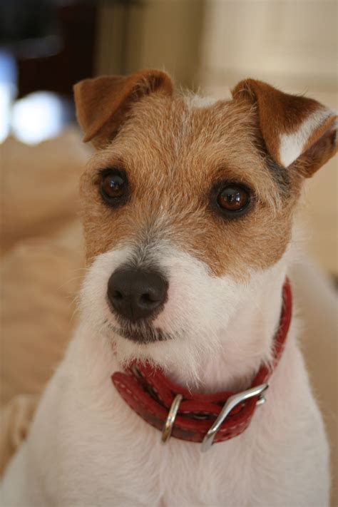  The group of hyperbreeds includes Jack Russel Terriers