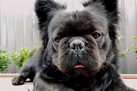  The hair of a French bulldog can be short or long