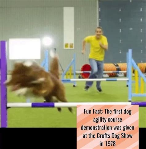  The handler directs their dog through a numbered obstacle course that consist of jumps, tunnels, A-frame, teeter, dogwalk, tire, and weave poles