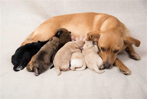  The healthier and happier a mother dog is, the greater her odds of delivering large and healthy litters