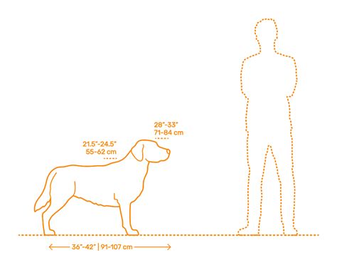  The height of a male Labrador Retriever ranges from 