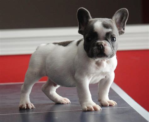  The higher price that French Bulldog breeders in Nashville charge for their puppies takes into account that the French Bulldog is much more labor intensive to breed successfully than many other purebred dogs
