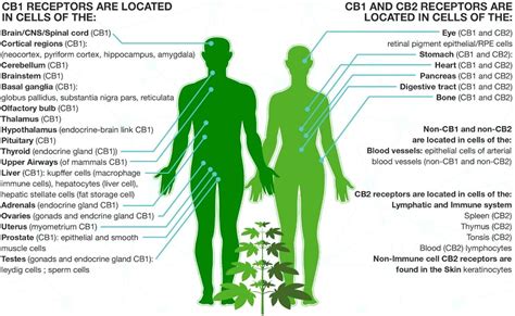  The human body and health conditions contains a complex cell-signaling system called the endocannabinoid system ECS