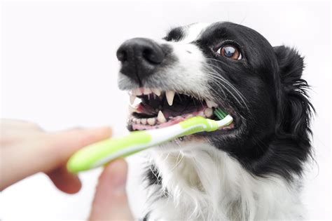  The ideal dental care for dogs is using an enzyme toothpaste or brushing their teeth every day