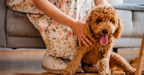  The ideal dog breed for people with pet allergies, the Poodle is usually energetic and friendly
