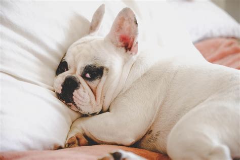  The ideal shape of dog bed for French Bulldogs tends to be an enclosed style with higher walls