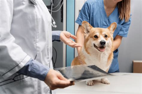  The important thing is to be able to tell when to seek veterinary help, and how urgently