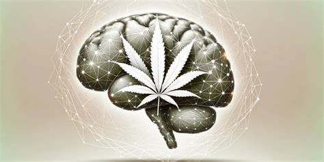  The influence of cannabidiol on these three brain regions could underlie its therapeutic effects on psychotic symptoms
