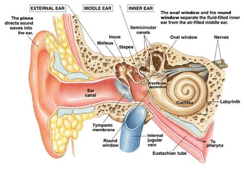  The inner ear part of the ear is normally white or darker colored, usually corresponding to the color of the dog