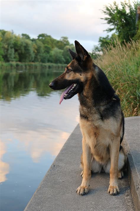  The intelligence, discipline and hardworking nature of the German Shepherds make them perfect candidates as therapy animals