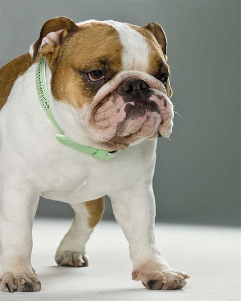 The intentions were to breed a miniature version of the English Bulldog