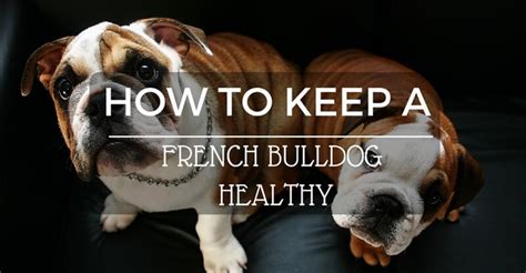  The journey to a healthy and fit French Bulldog lies in balanced nutrition, regular exercise, and a dash of love and vigilance